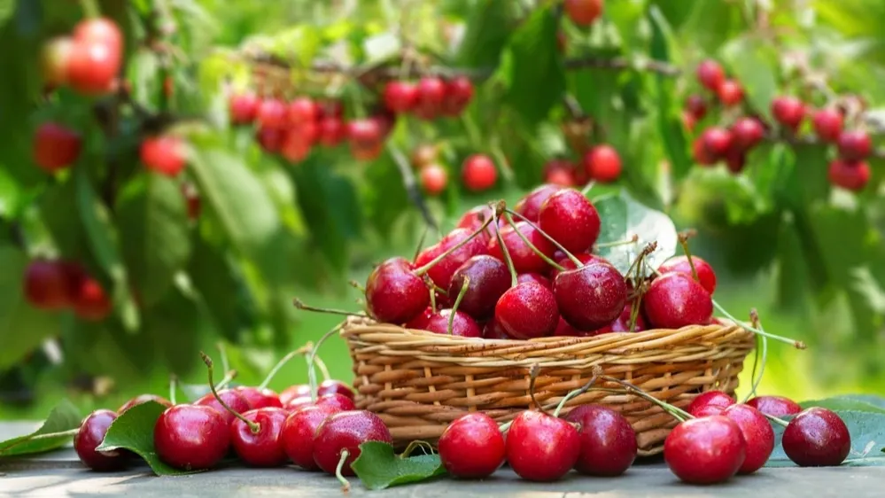 Фото: Nitr / shutterstock.com / Fotodom