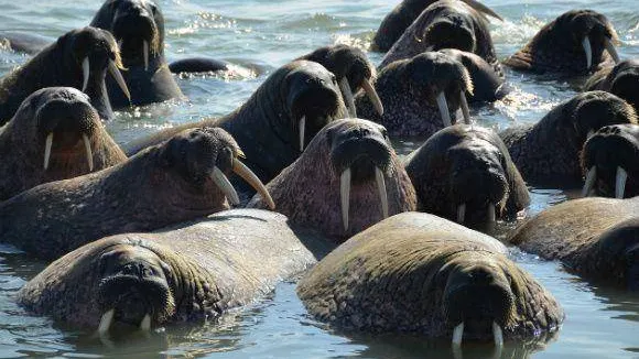 wwf.ru