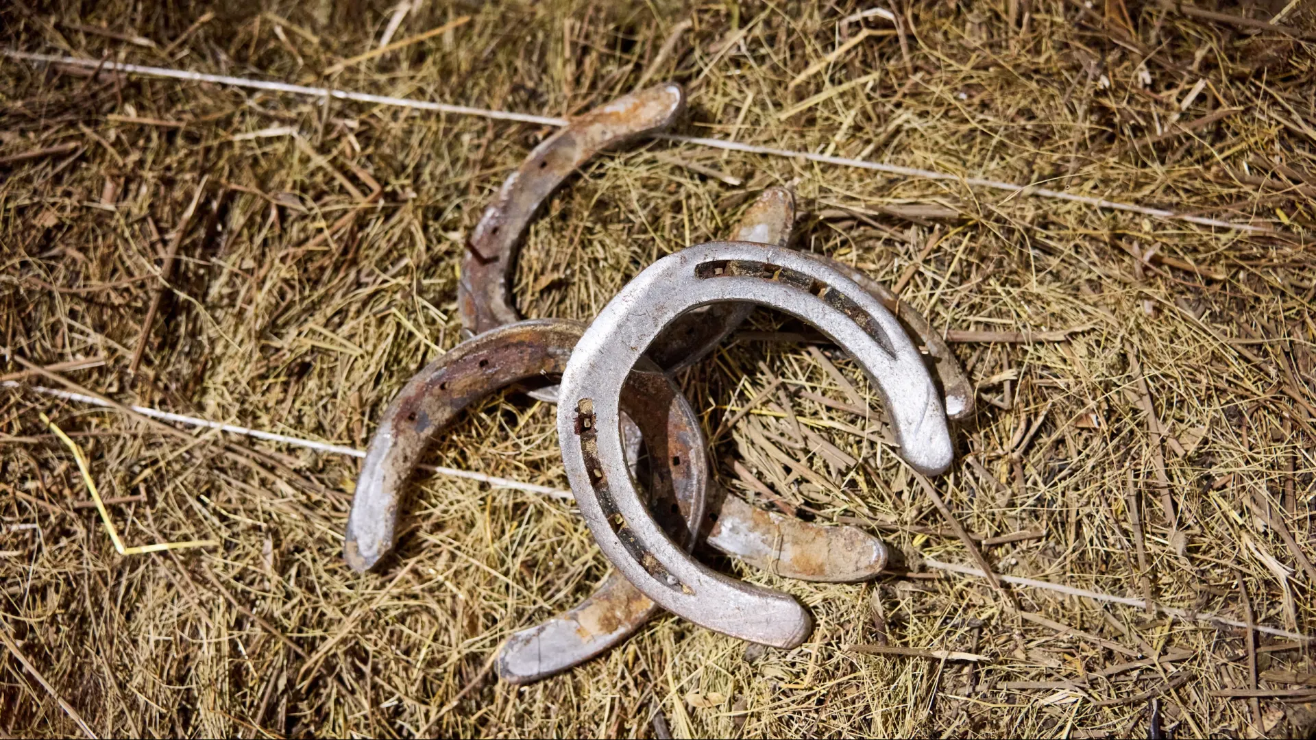 На счастье. Фото: Юрий Здебский / «Ямал-Медиа»