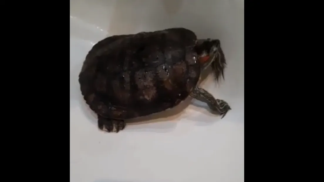 Фото: скриншот видео / https://vk.com/dorogadomoi89?w=wall-92214263_201665