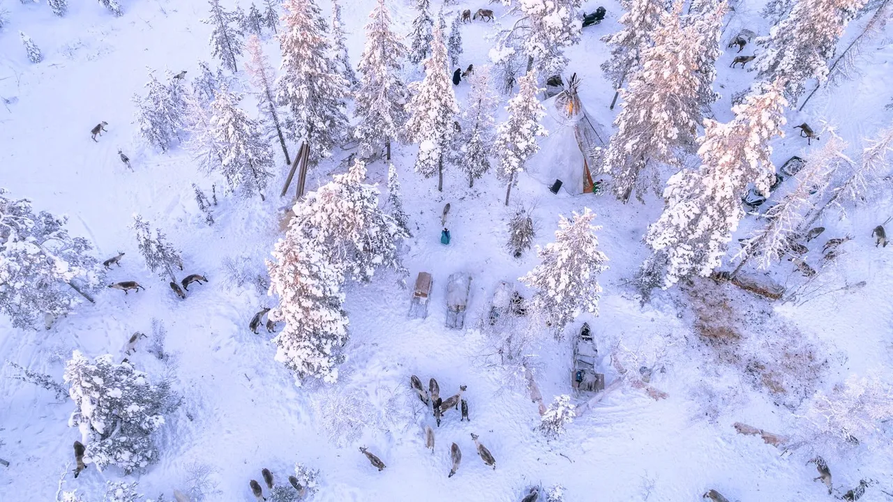 Стадо оленей пасется рядом со стойбищем Тайшиных. Фото: vk.com/artyukhov_da