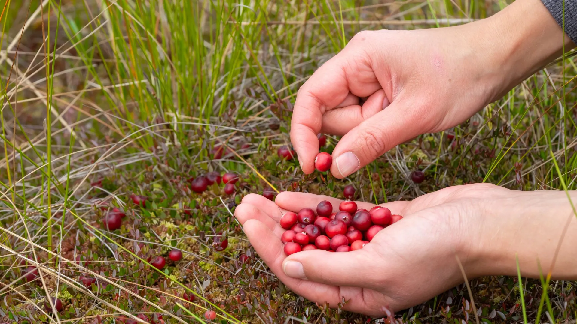 Вручную аккуратно собирают каждую ягодку. Фото: VL Studio / Shutterstock / Fotodom
