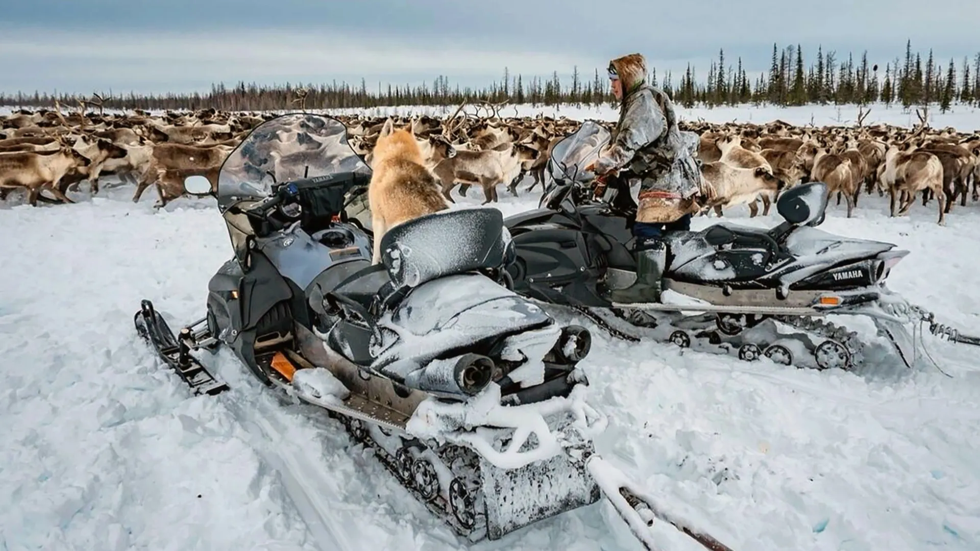 Хащам ятатан вуӆэӊ ёх рупатаеӆ кенашак верты кеша, мосты пормасат маты питсайт. Хор: mk-yamal.ru