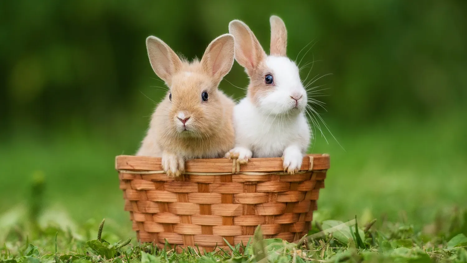 Фото: Rita_Kochmarjova / shutterstock.com
