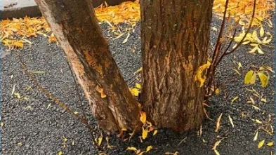Деревья скоро вызволят из асфальтового плена. Фото: предоставлено ЦУР ЯНАО