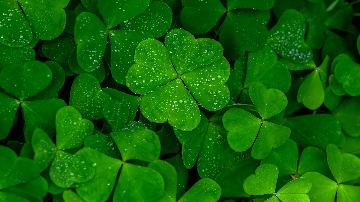 Фото: Nadya So / shutterstock.com