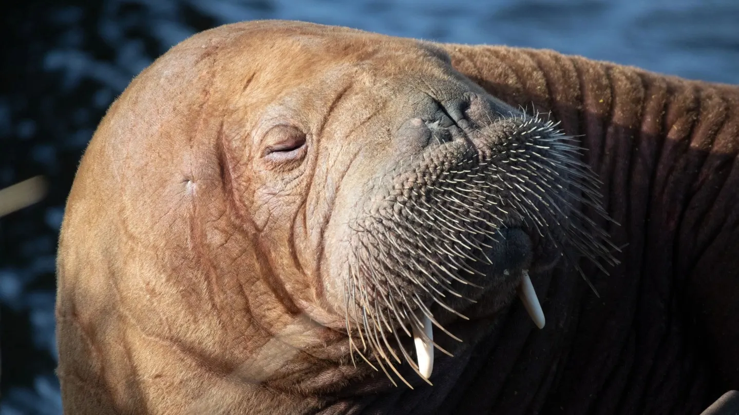 Морж - крупнейшее ластоногое северного полушария. Фото: Filip Jensen  / Shutterstock / Fotodom