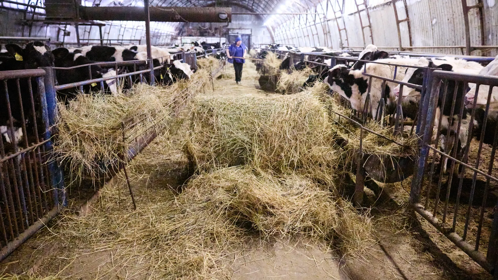 Счастливые буренки. Фото: Юрий Здебский /«Ямал-Медиа»