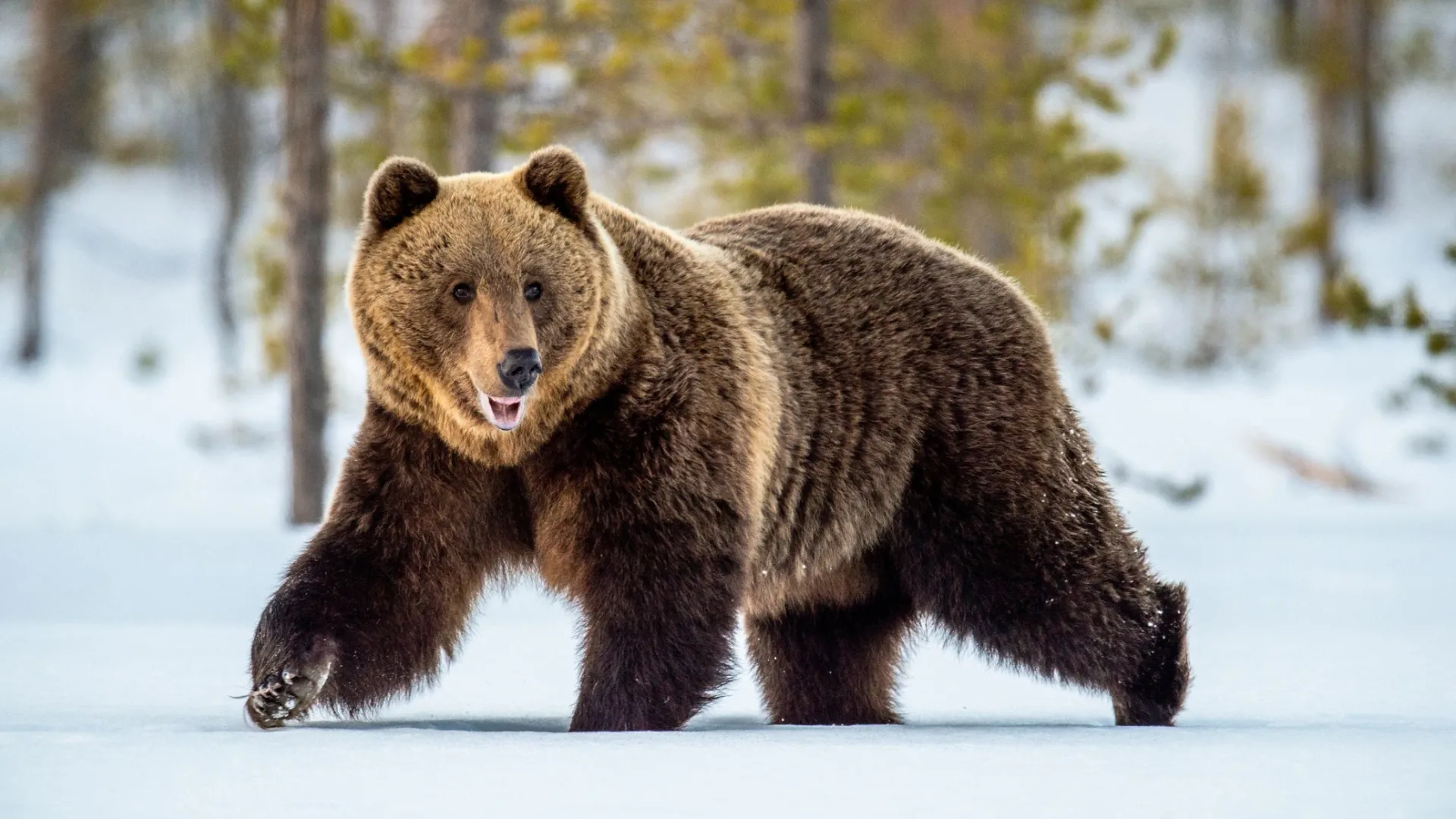 Хозяин тайги – бурый медведь. Фото: Sergey Uryadnikov/Shutterstock/Fotodom