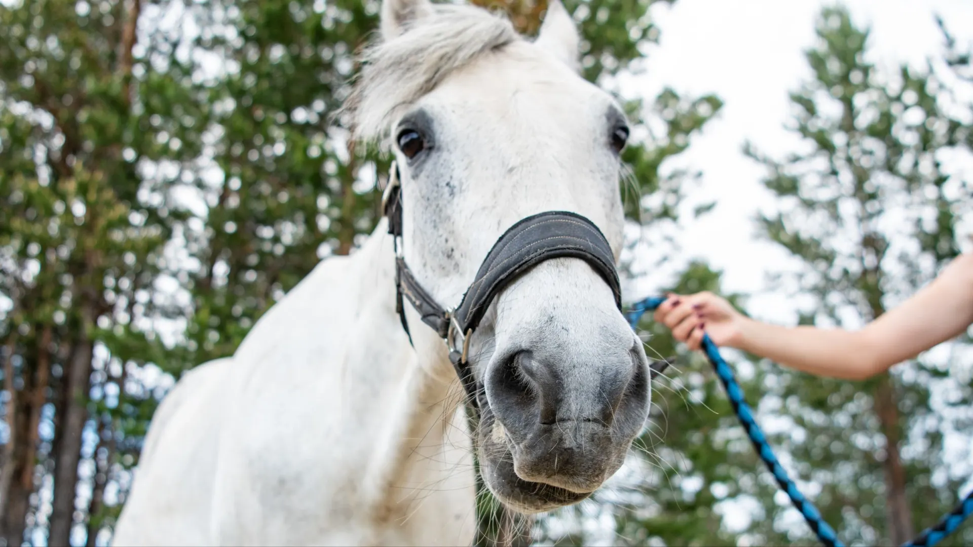 У лошадей есть интеллект и память на лица. Фото: Юрий Здебский / «Ямал-Медиа»