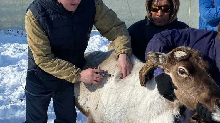 Фото: Служба ветеринарии ЯНАО