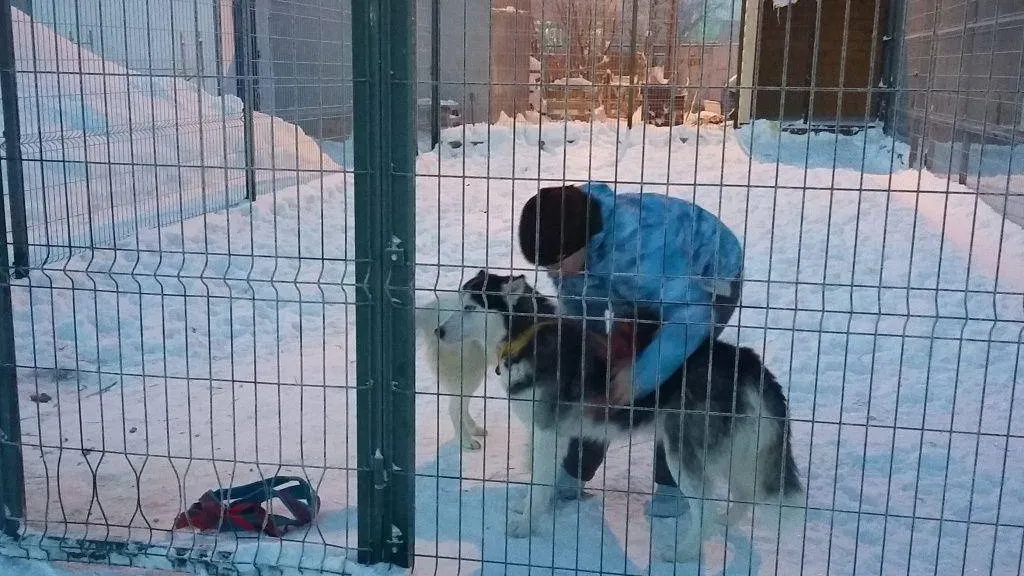 Надежда Хабаза / КРАСНЫЙ СЕВЕР