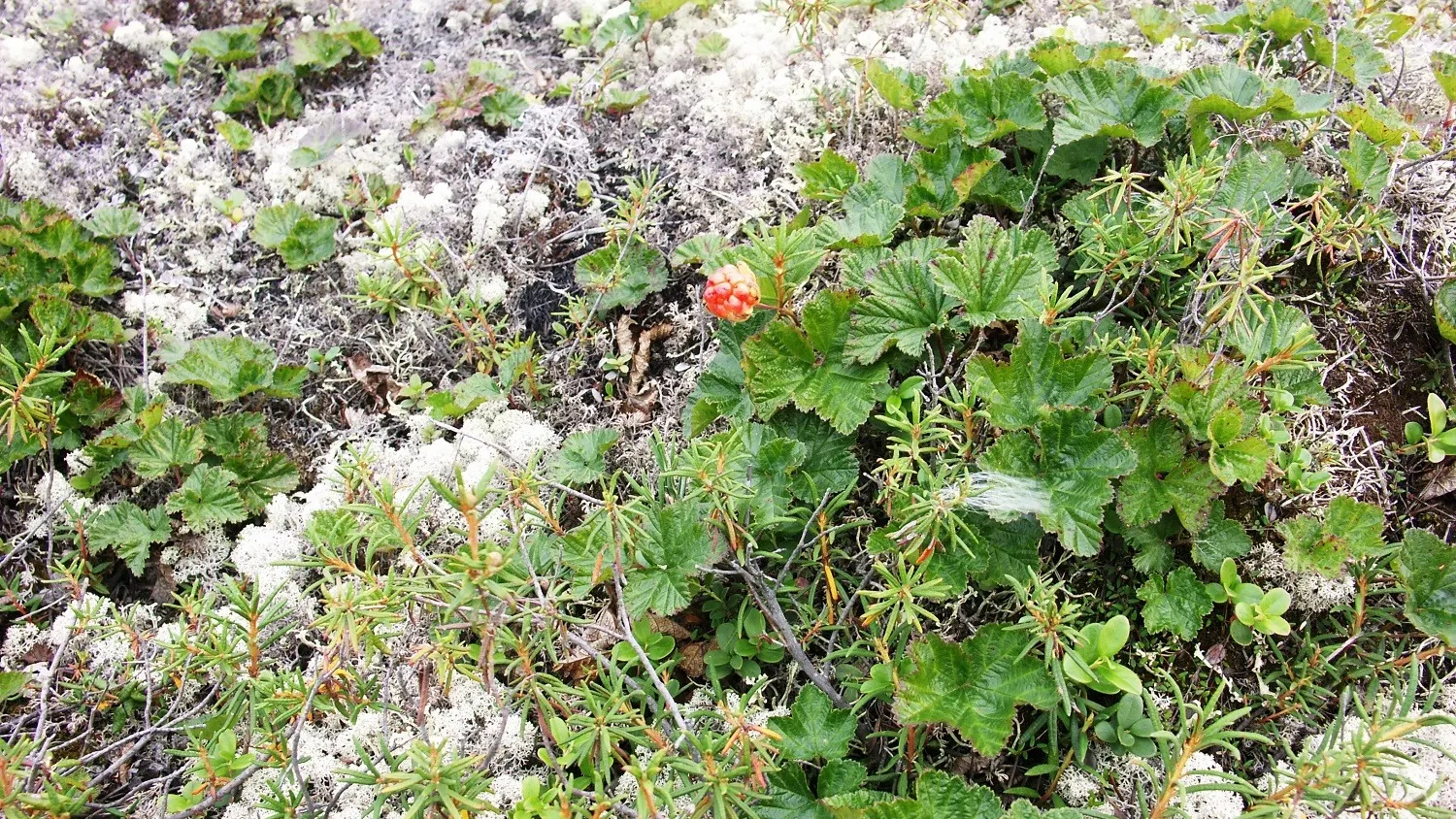 Фото: предоставлено из личного архива Сергея Доровских