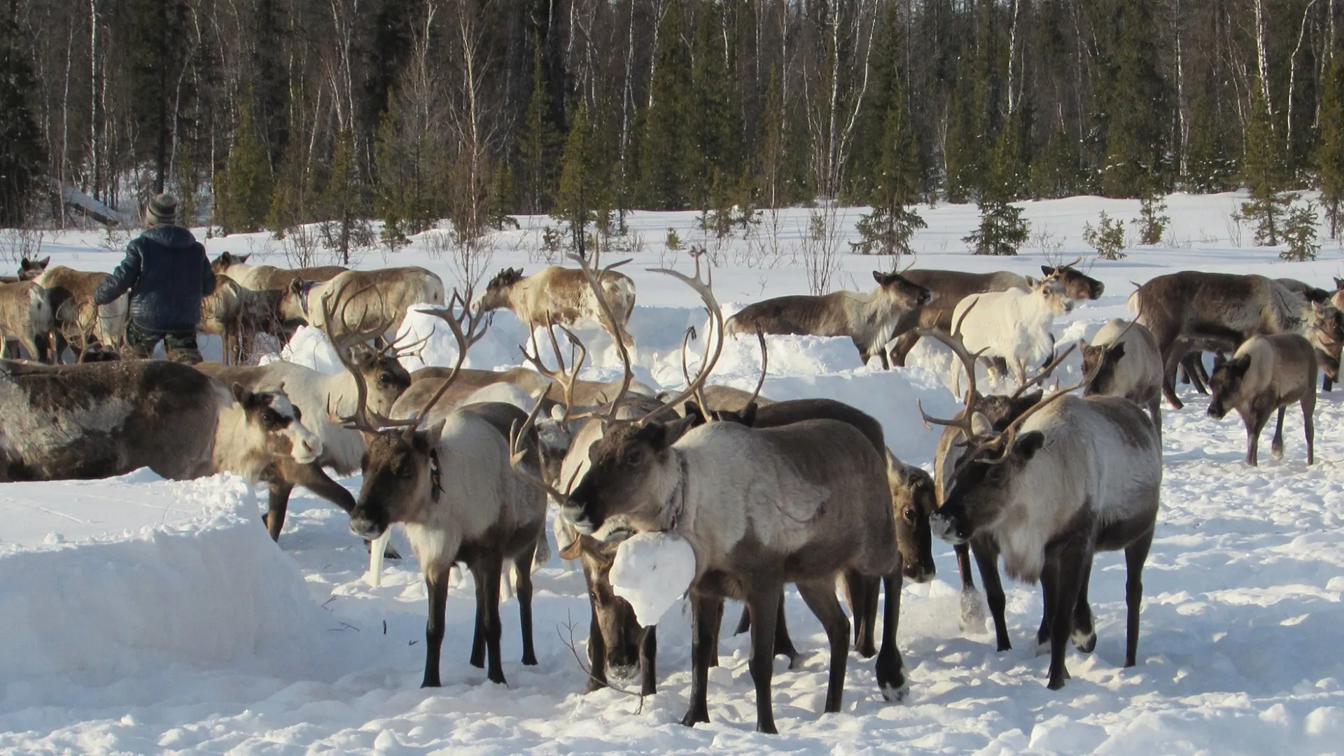 Тащеӆ иса яха ат ус па тумтака нюрматан па щахратан ӆарпиӆыйс. Хор: Валентина Рохтымова