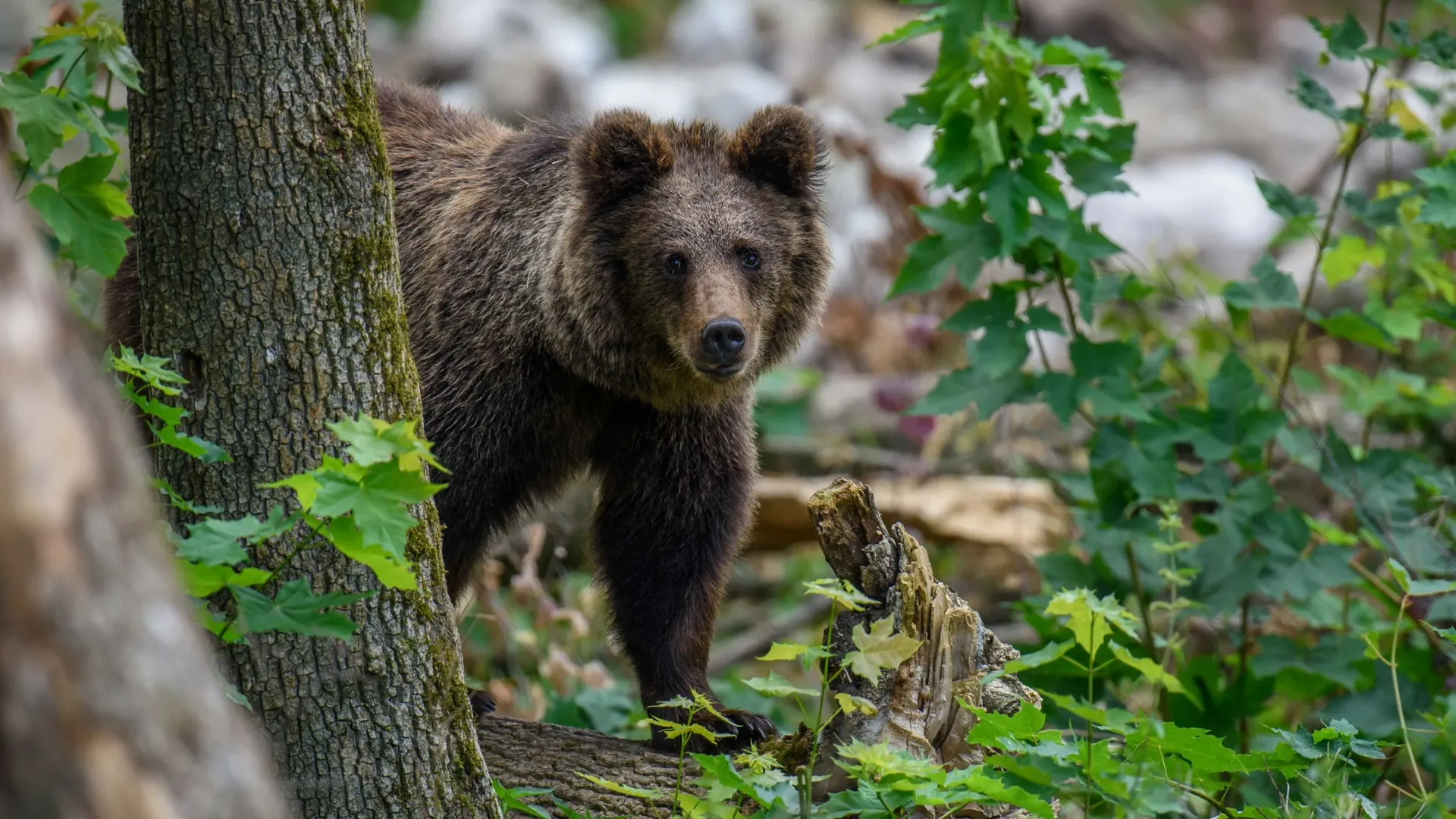 Фото: Volodymyr Burdiak / Shutterstock / Fotodom