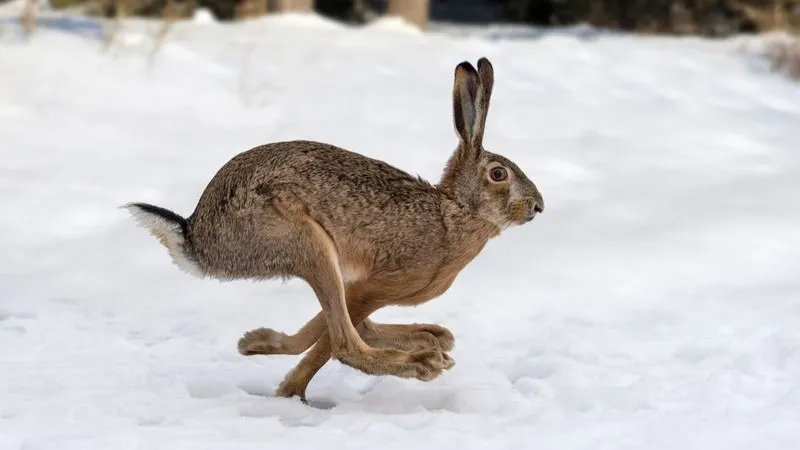 Фото: Volodymyr Burdiak/Shutterstock/Fotodom