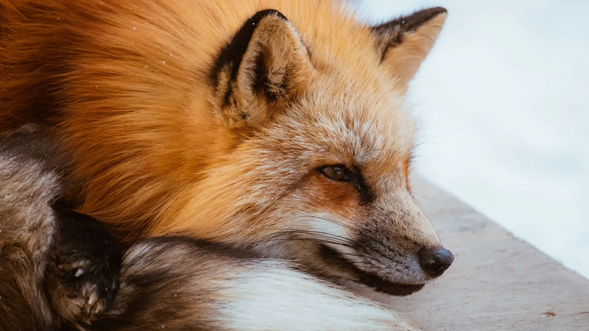 Фото: nuu_jeed/Shutterstock/Fotodom