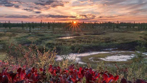 Заполярные краски тундры