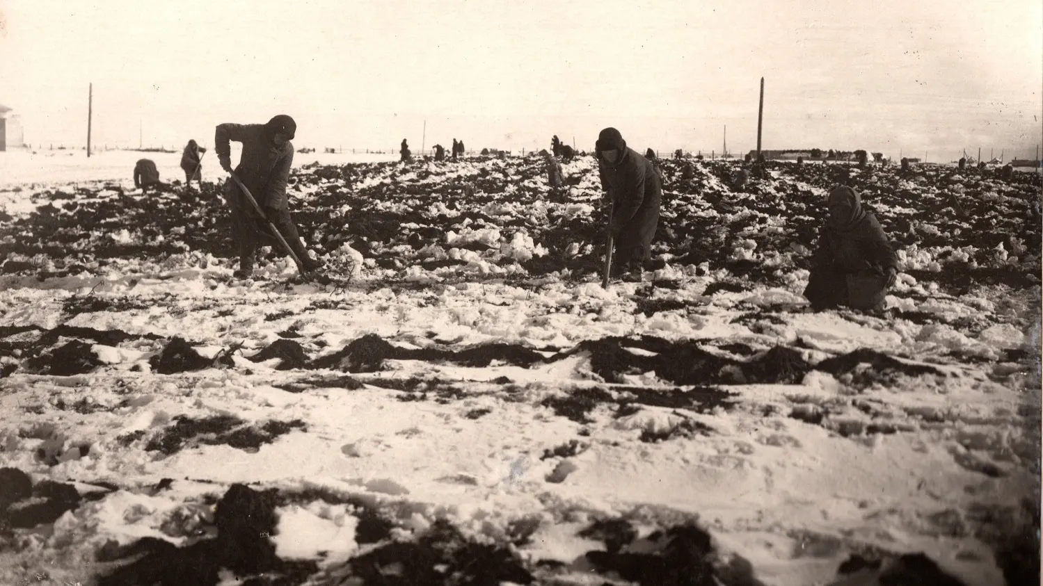 Уборка картофеля из-под снега 11 сентября 1939 года, г. Салехард. Фото: предоставлено Госархивом ЯНАО