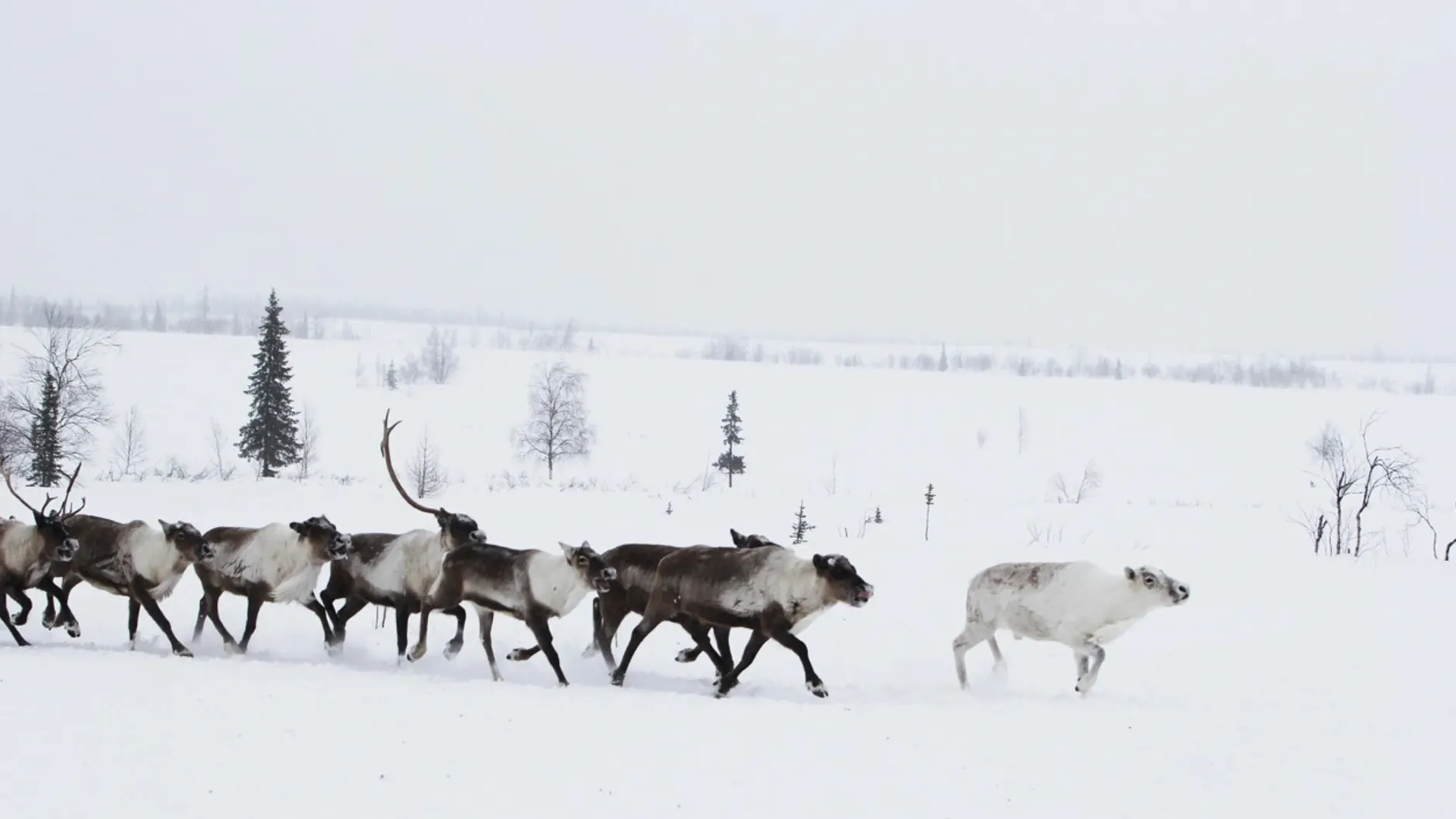 Фото: Марина Яр/ Няръяна Ӈэрм