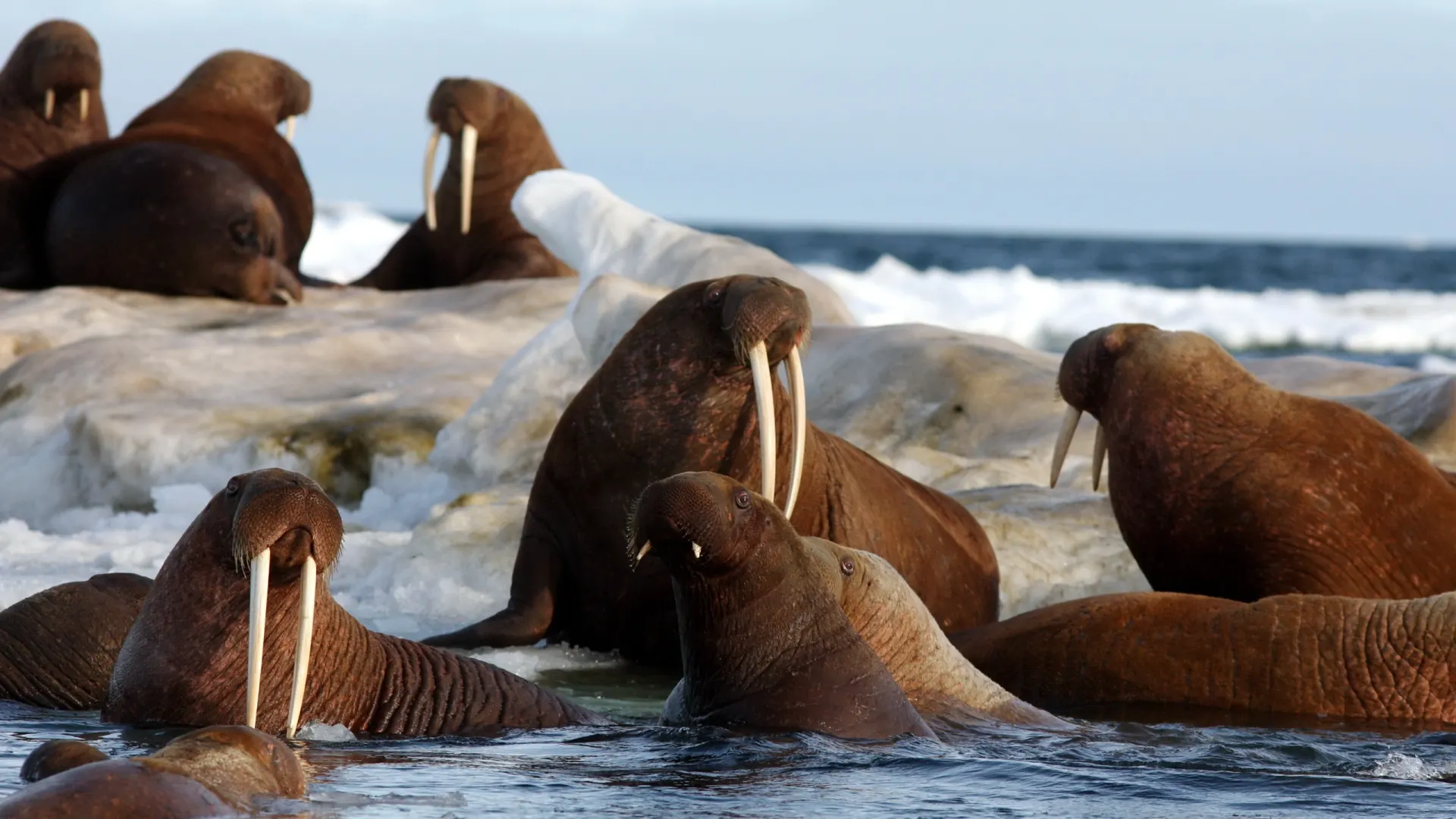 Моржи питаются на мелководье. Фото: tryton2011 / Shutterstock / Fotodom