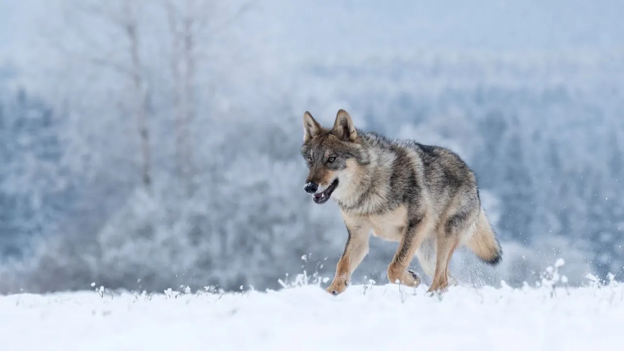 Фото: Vlada Cech/Shutterstock/Fotodom