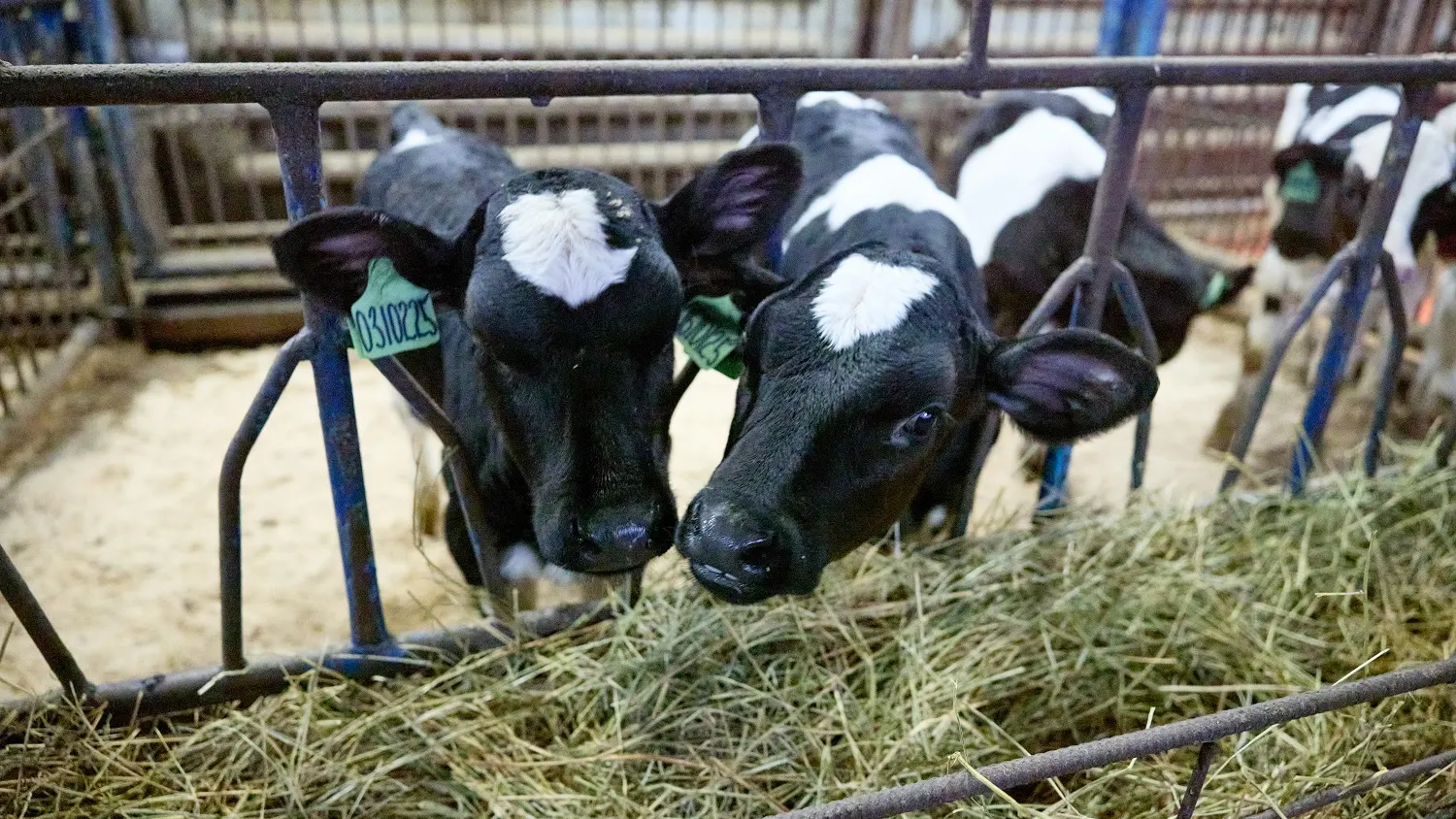 Сытно, тепло и мухи не кусают. Фото: Юрий Здебский /«Ямал-Медиа»