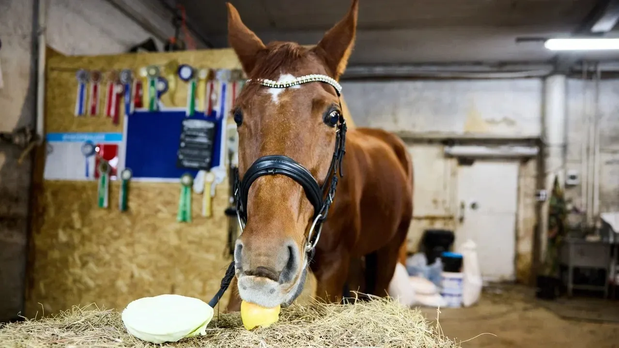 Капуста и яблоки — вкусняшки для лошадки. Фото: Юрий Здебский / «Ямал-Медиа»