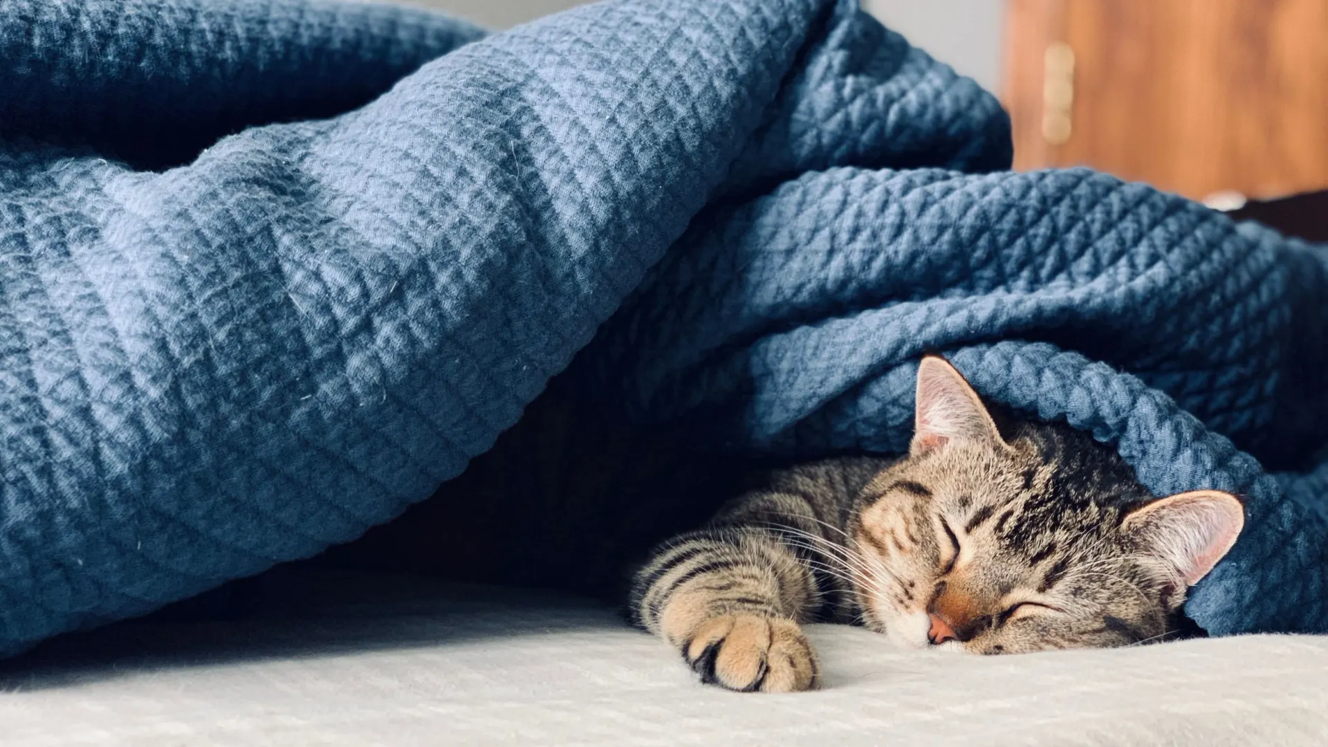 Кошка под одеялом — жди холодов. Фото: HannahMarieCecilia / Shutterstock / Fotodom