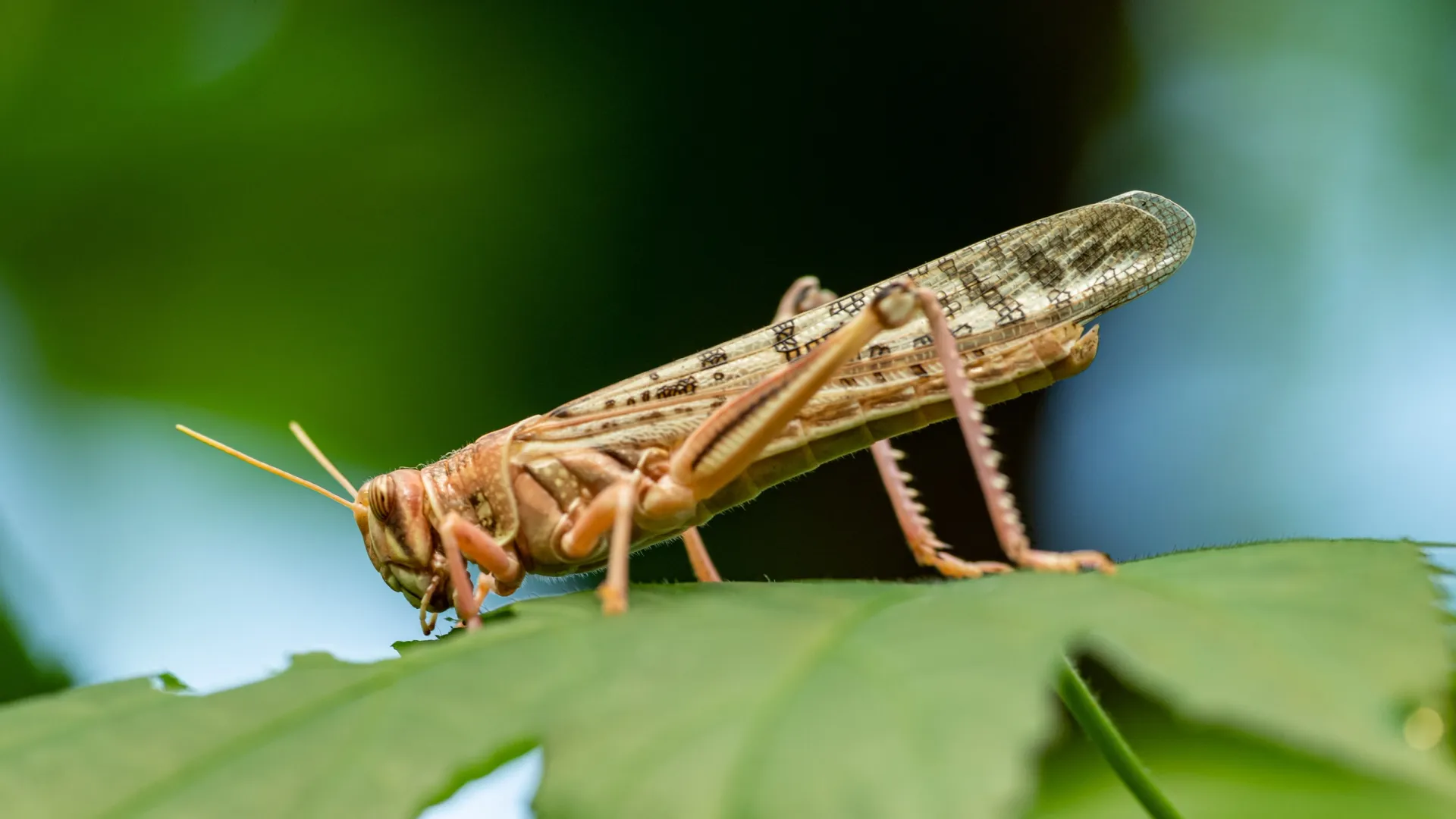 Фото: Petr Ganaj/Shutterstock/Fotodom