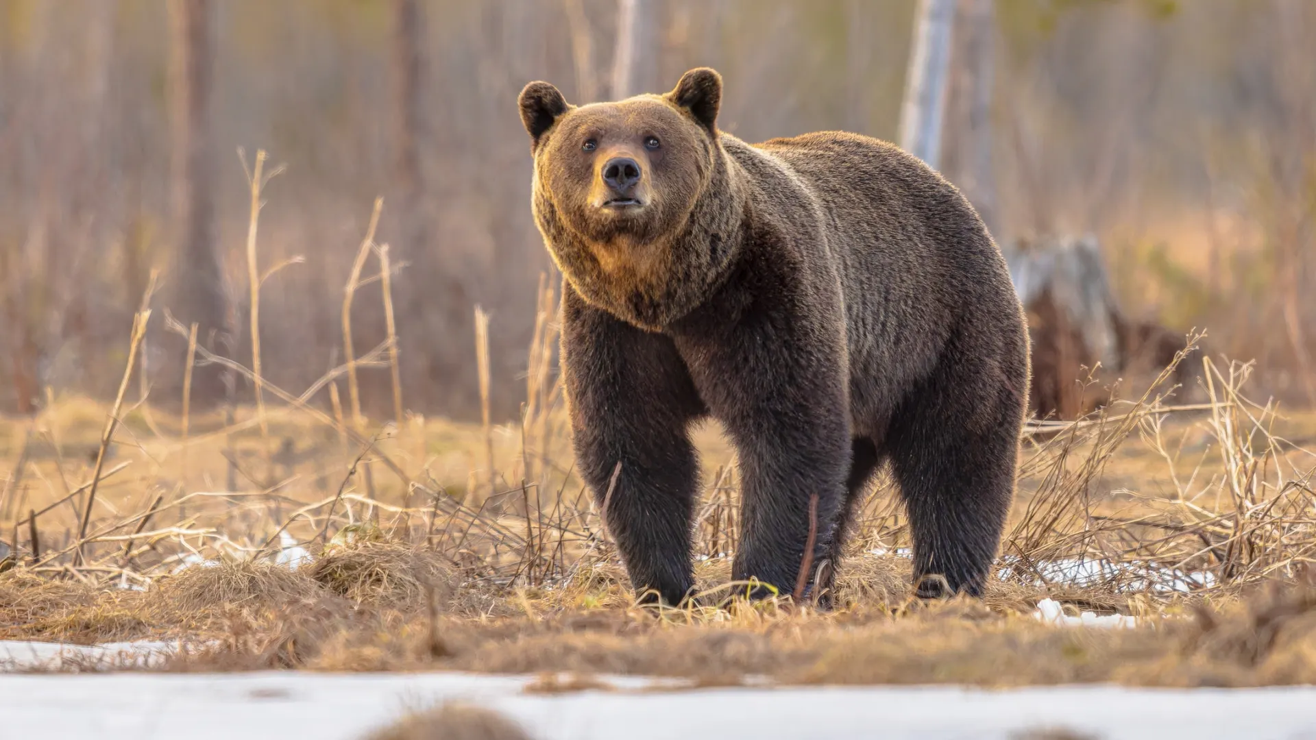 Фото: Rudmer Zwerver / Shutterstock / Fotodom