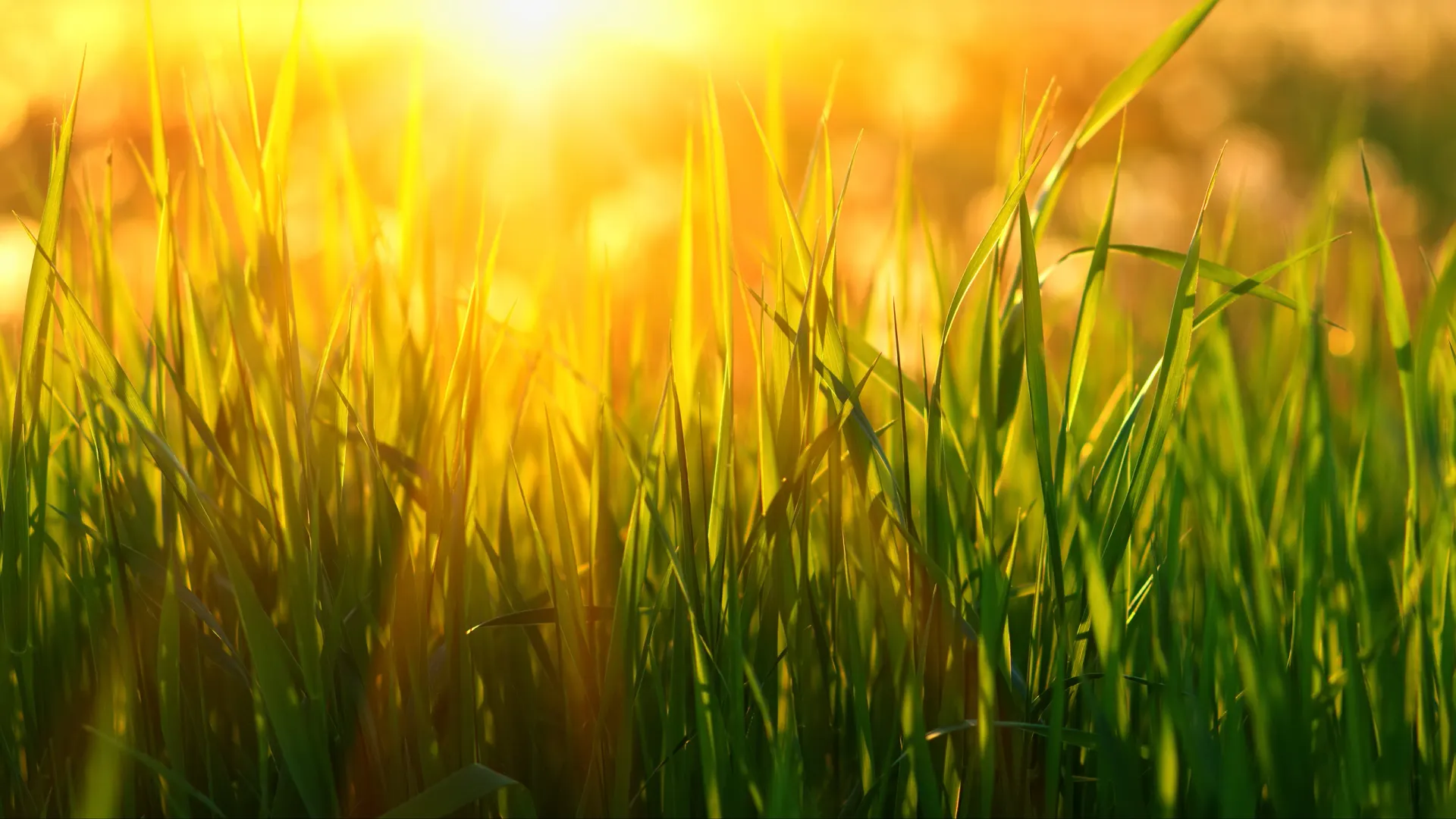 Фото: irin-k / Shutterstock / Fotodom