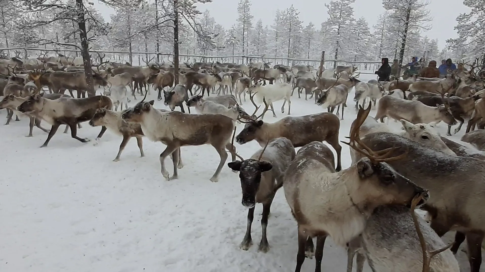 Фото: Андрей Пяк / Няръяна Нгэрм