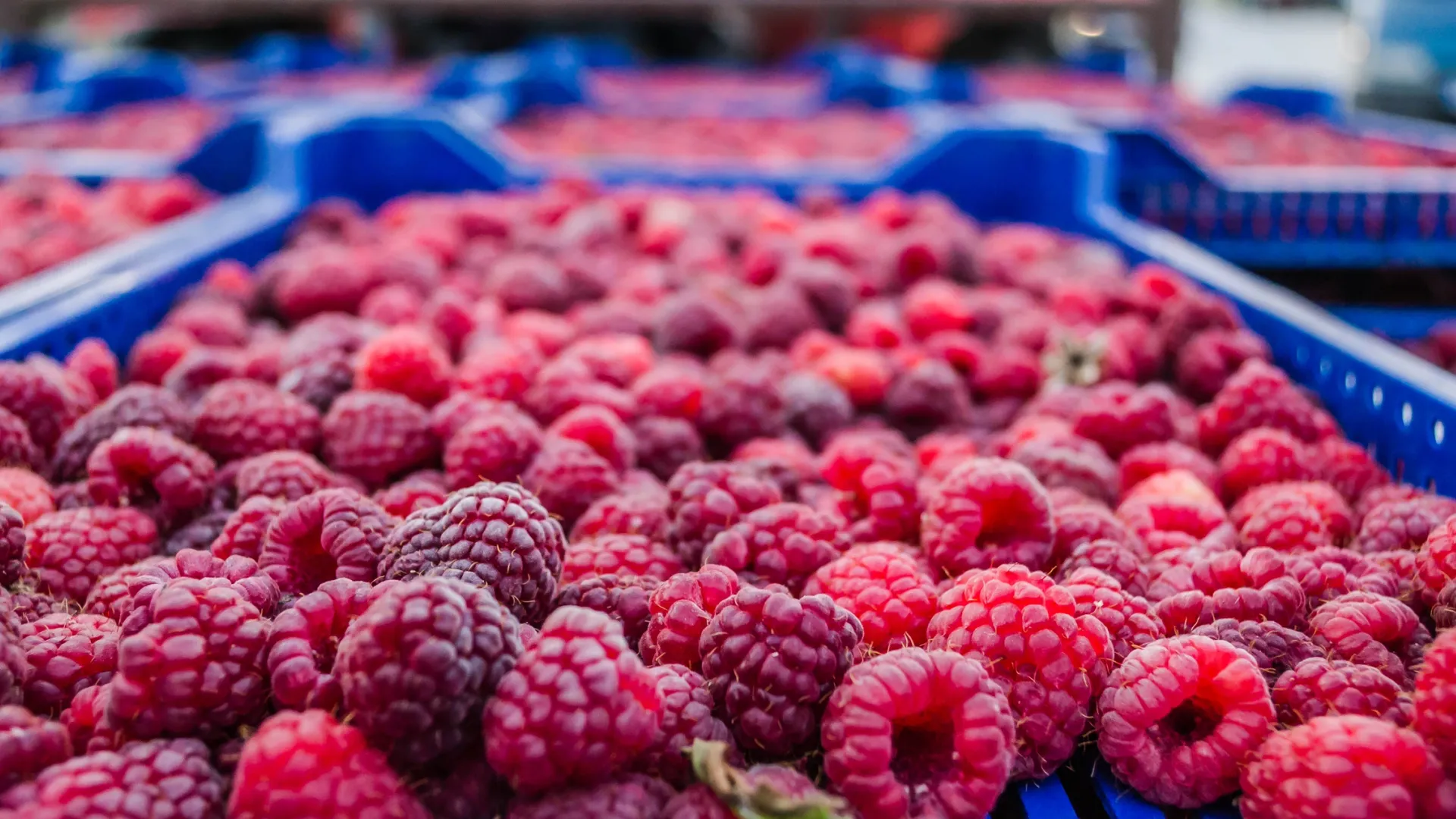 Фото: Zoran Milosavljevic/Shutterstock/Fotodom