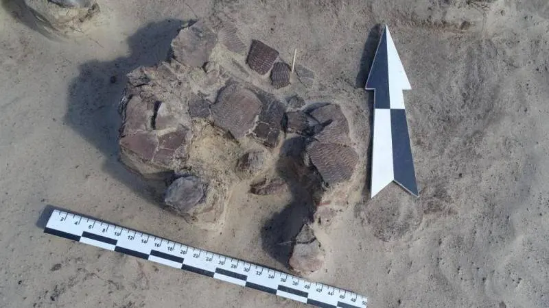 Фото предоставлено Научным центром изучения Арктики