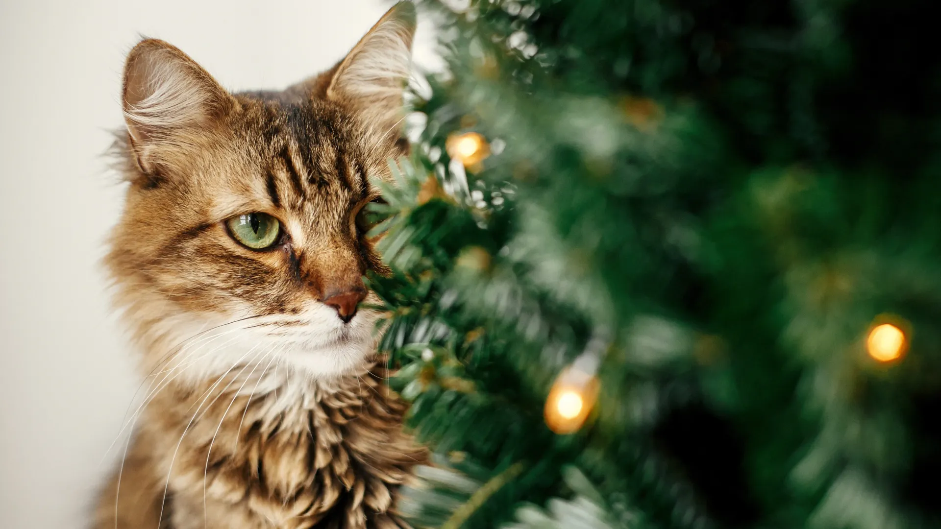 Фото: Bogdan Sonjachnyj / Shutterstock / Fotodom