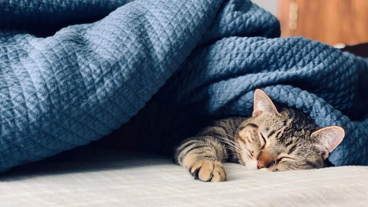 Фото: HannahMarieCecilia/Shutterstock/Fotodom