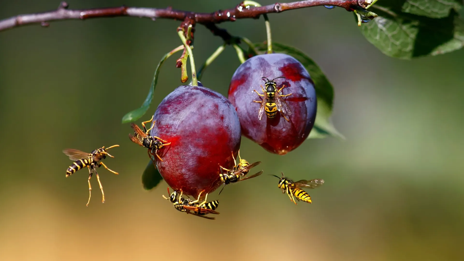 Фото: Bachkova Natalia/Shutterstock/Fotodom