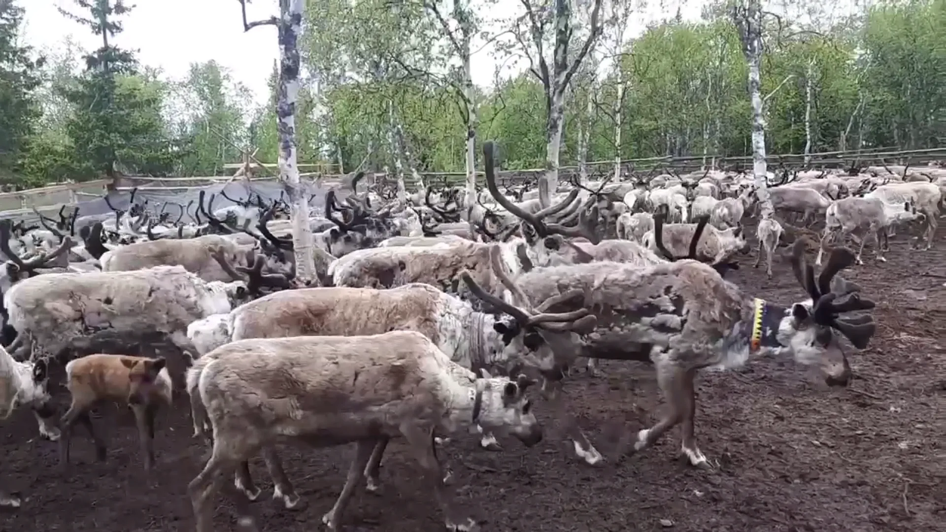 Оленей пересчитали, к каждому прицепили бирку. Кадр из видео: t.me/OlegNikolaevichPopov