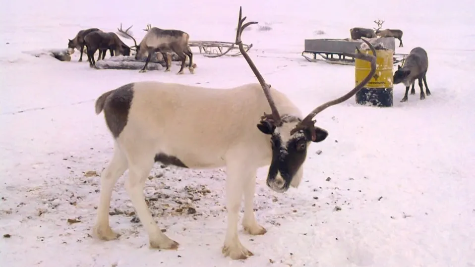 Фото: Анна Яптик / Няръяна Ӈэрм