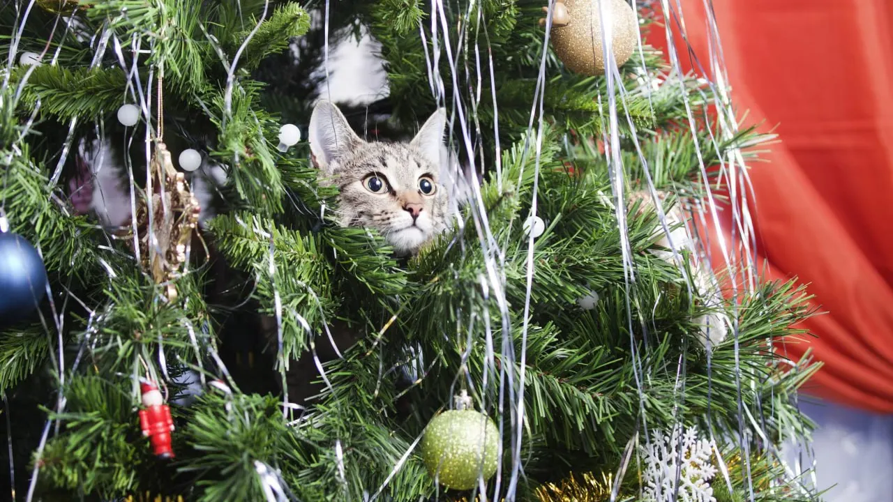 Фото: Crazy nook/Shutterstock/Fotodom