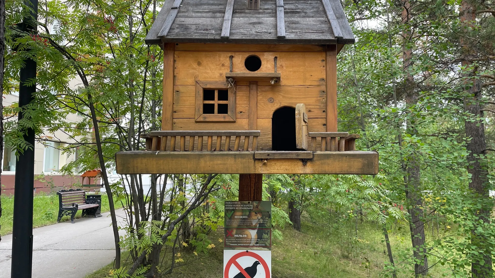 В городе много белок, и о них тут заботятся. Даже сделали для пушистых домик.