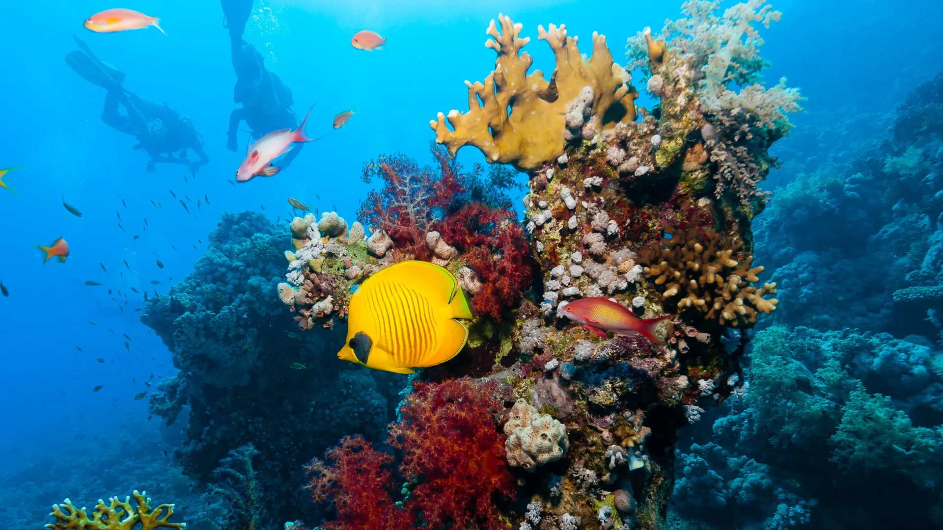 Фото: Richard Whitcombe / Shutterstock / Fotodom