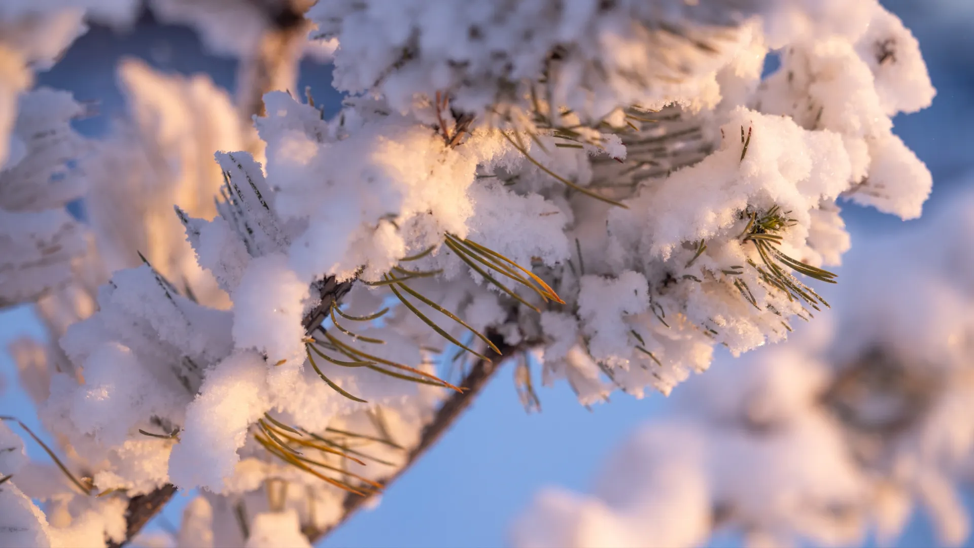 Фото: Федор Воронов / «Ямал-Медиа»