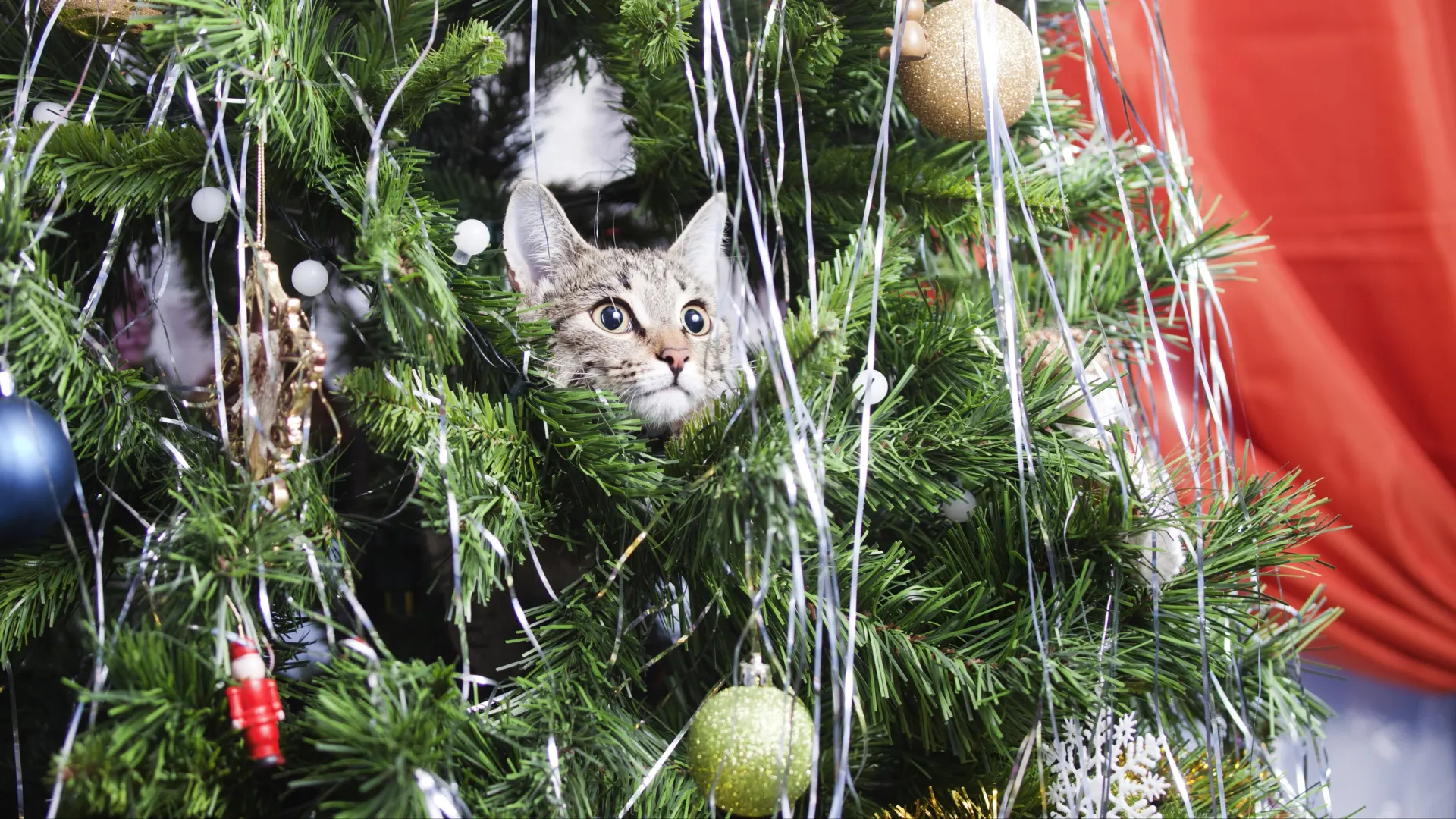 Фото: Crazy nook / Shutterstock / Fotodom