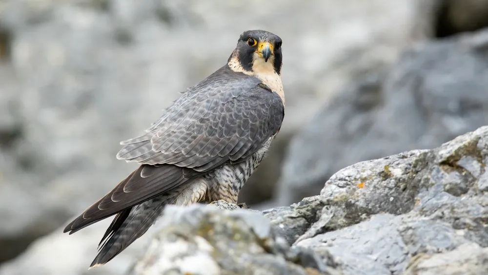 Еще один редкий вид, замеченный в заказнике – сокол-сапсан. Фото: WildMedia / shutterstock.com / Fotodom