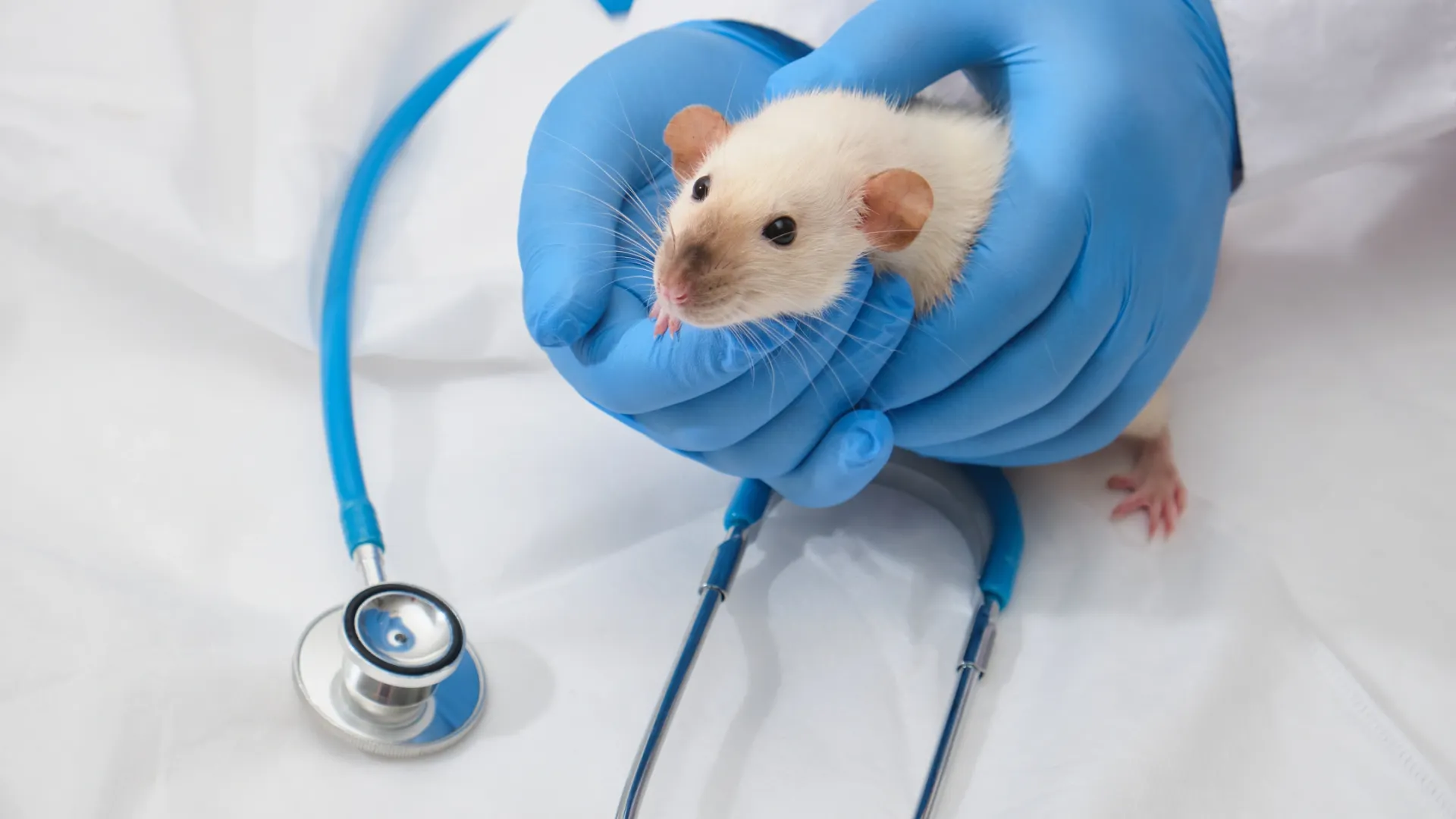 Фото: TShaKopy/Shutterstock/Fotodom