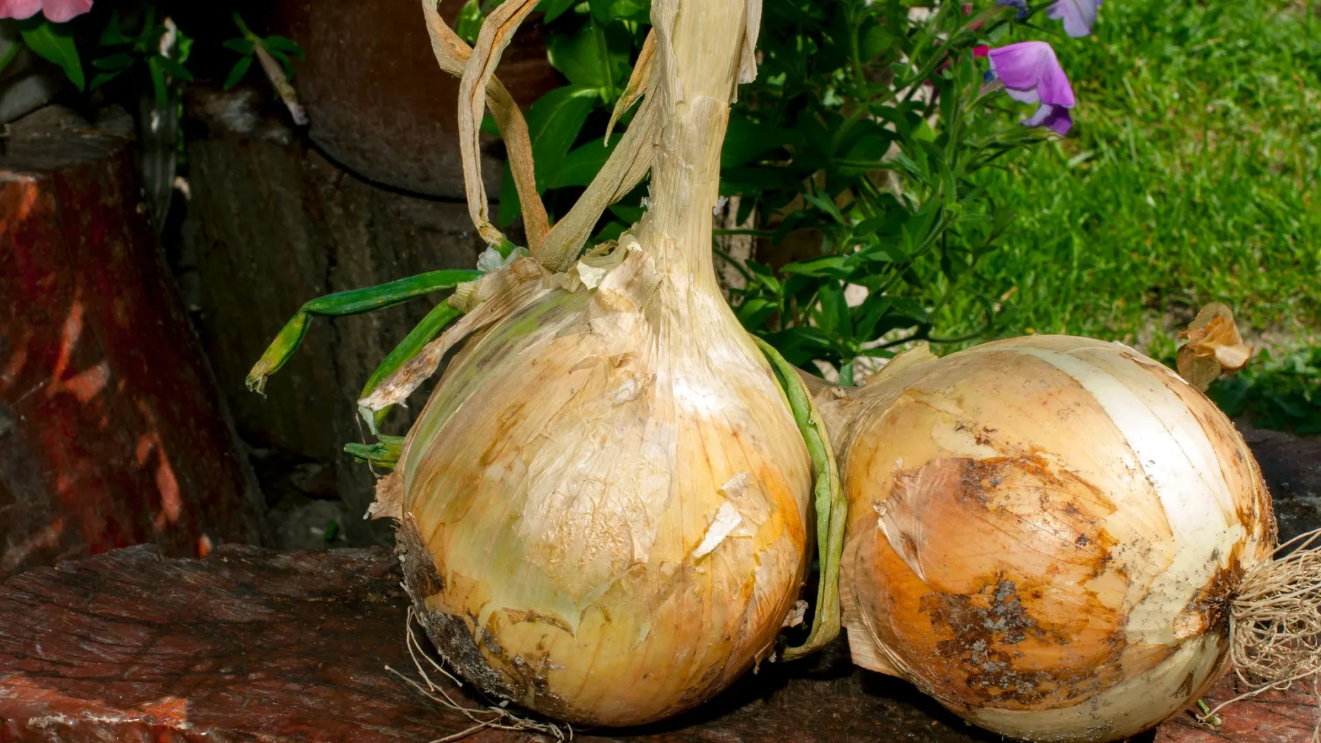 Славяне считали, что лук, собранный 31 октября, отличается особой пользой. Фото: PAN Michal / Shutterstock / Fotodom