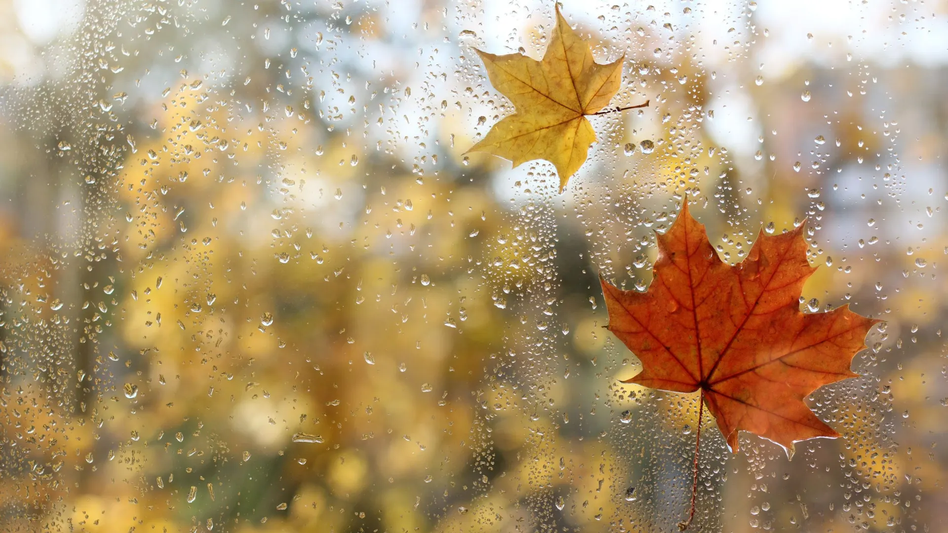 Фото: azem/Shutterstock/Fotodom