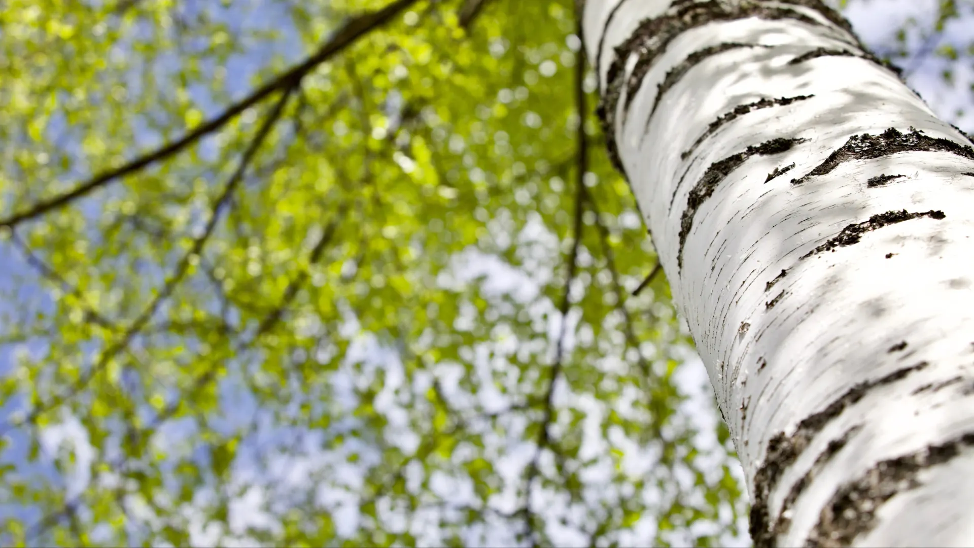 Фото: ST-art / Shutterstock / Fotodom